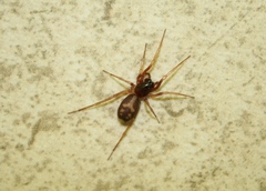 Corinnidae