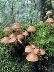 Psathyrella