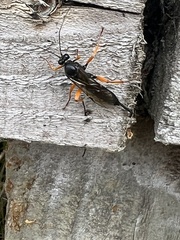 Pimpla rufipes