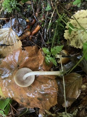Psathyrella