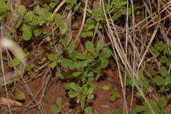 Medicago