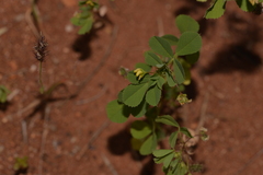 Medicago