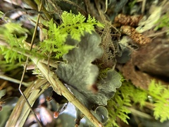 Peltigera canina