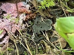 Peltigera canina