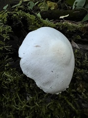 Volvariella bombycina
