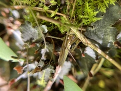 Peltigera canina