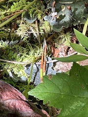 Peltigera canina