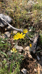 Cichorieae