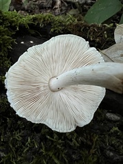 Volvariella bombycina