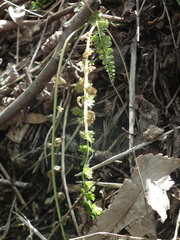 Asplenium incisum