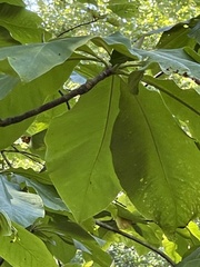 Magnolia tripetala