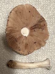 Volvariella bombycina