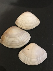 Austromactra rufescens