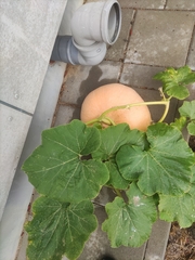 Cucurbita maxima maxima