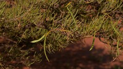 Acacia grasbyi