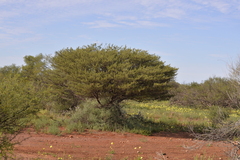 Acacia grasbyi