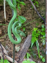 Trimeresurus popeiorum