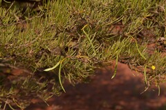 Acacia grasbyi