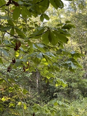 Magnolia tripetala