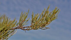 Acacia grasbyi