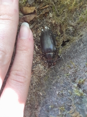 Prionus coriarius