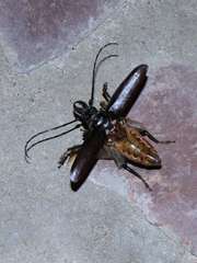 Anthracocentrus capensis