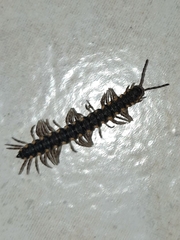 Asiomorpha coarctata