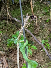Trimeresurus popeiorum