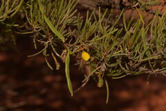 Acacia grasbyi