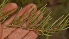 Acacia grasbyi