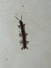 Asiomorpha coarctata