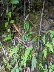 Trimeresurus popeiorum