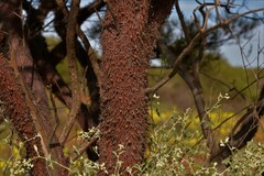 Acacia grasbyi