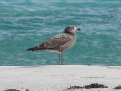 Larus pacificus