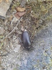 Prionus coriarius
