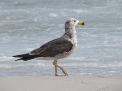 Larus pacificus