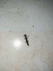 Asiomorpha coarctata