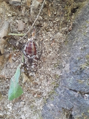 Prionus coriarius
