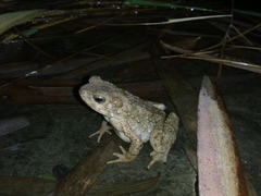 Phrynoidis asper