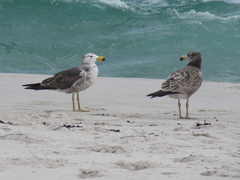 Larus pacificus