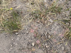 Lepidium perfoliatum