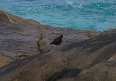 Haematopus fuliginosus