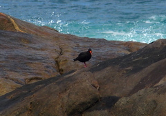 Haematopus fuliginosus