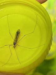 Nephrotoma australasiae