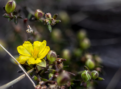Hibbertia riparia
