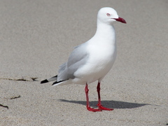 Chroicocephalus novaehollandiae novaehollandiae