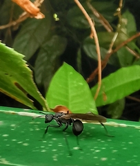 Myrmhopla