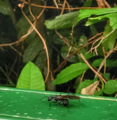 Myrmhopla