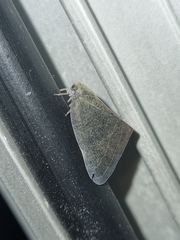 Ricaniidae