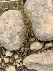 Ranunculus flammula